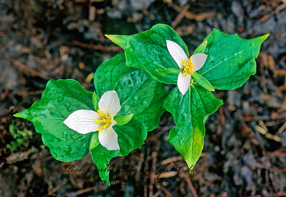 Trillium ovatum  WESTERN TRILLIUM 146513z