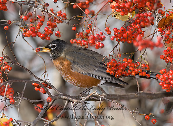 Turdus migratorius  AMERICAN ROBIN 6018252z