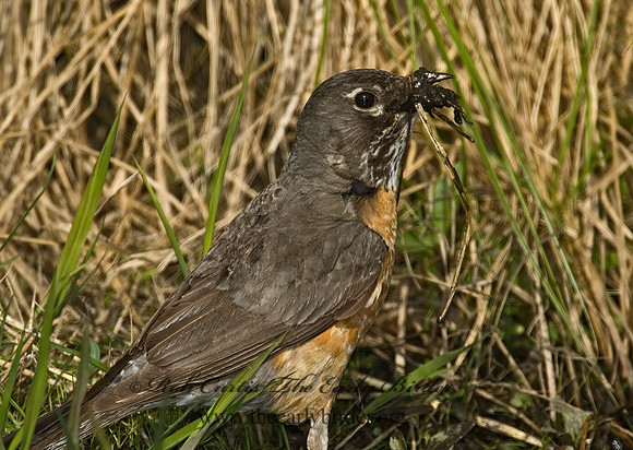 Turdus migratorius  AMERICAN ROBIN 5006903z