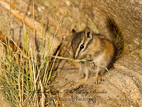 Neotamias minimus  LEAST CHIPMUNK 6027475z