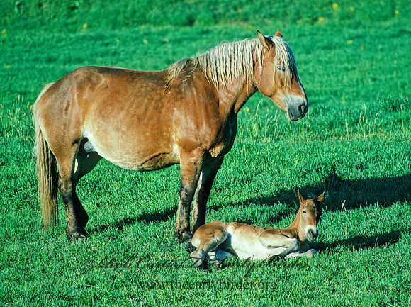 Equus caballus  HORSE 113020z