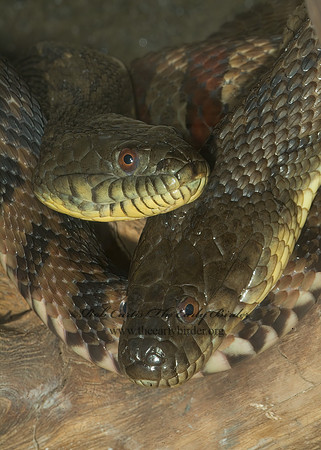 Nerodia erythrogaster transversa  BLOTCHED WATER SNAKE 4002038 z