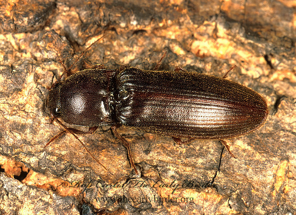 Hemicrepidius nemnonius 213104z