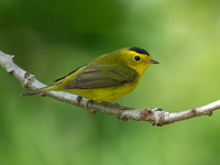 Cardellina pusilla WILSON'S WARBLER 9039093z