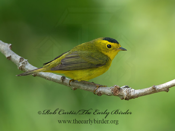 Cardellina pusilla  WILSON'S WARBLER 9039093z