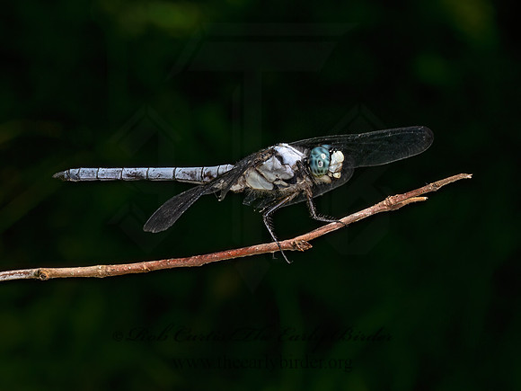 Libellula vibrans GREAT BLUE SKIMMER 9089732z