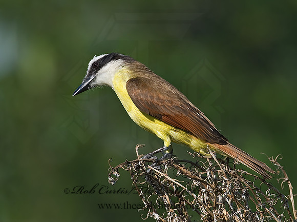 Pitangus sulphuratus  GREAT KISKADEE 7005713z