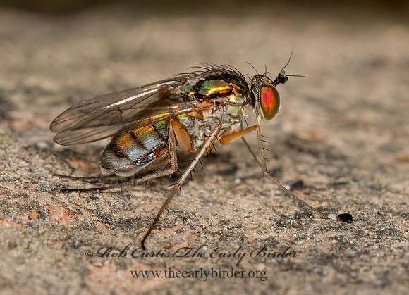 Dolichopus  LONG-LEGGED FLY 3015443z