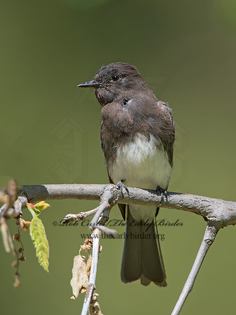 Sayornis nigricans  BLACK PHOEBE 9055256z