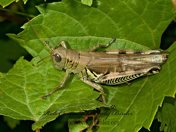 Melanoplus differentialis  DIFFERENTIAL GRASSHOPPER 5002178z