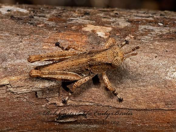 Melanoplus  SPUR-THROATED GRASSHOPPER 3028144z