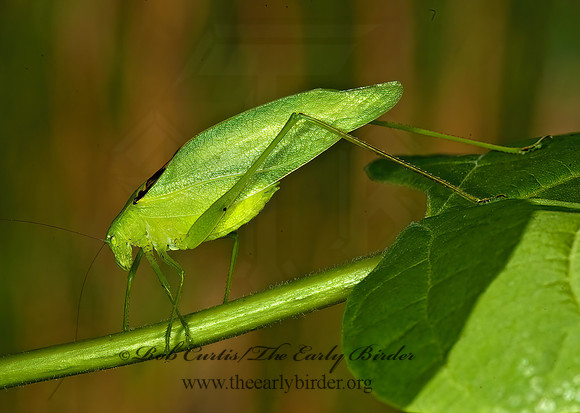 Amblycorypha oblongifolia  OBLONG-WINGED KATYDID 5010847 Mz