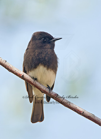 Sayornis nigricans  BLACK PHOEBE 9057664z