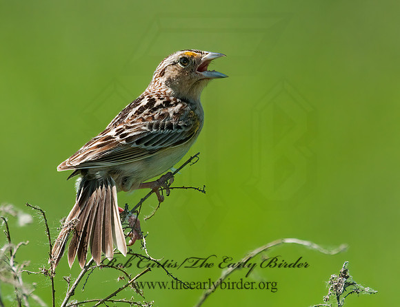 Ammodramus savannarum  GRASSHOPPER SPARROW 3008415z