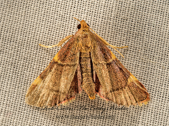 Hypsopygia olinalis  YELLOW-FRINGED DOLICHOMIA  9052018z