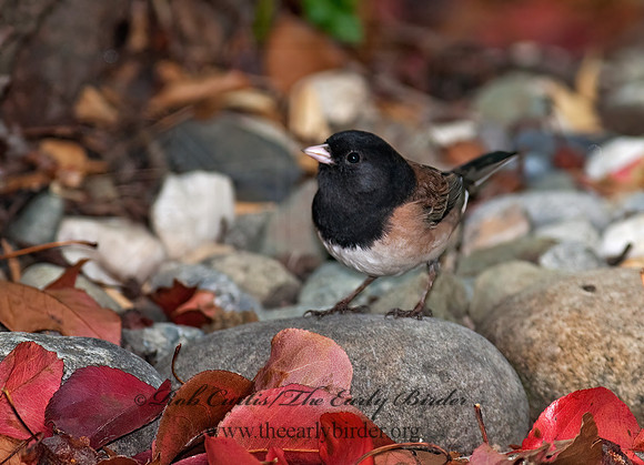 Junco hyemalis   DARK-EYED JUNCO 7017712z