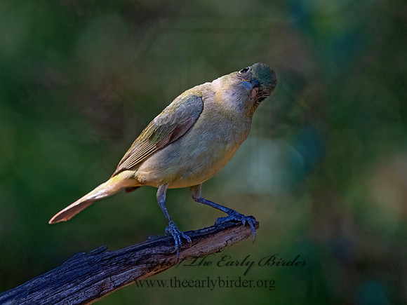 Passerina ciris  PAINTED BUNTING 3040446z
