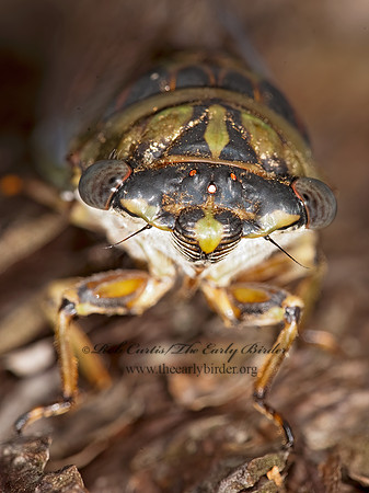 Neotibicen canicularis  DOG-DAY CICADA 8023341z