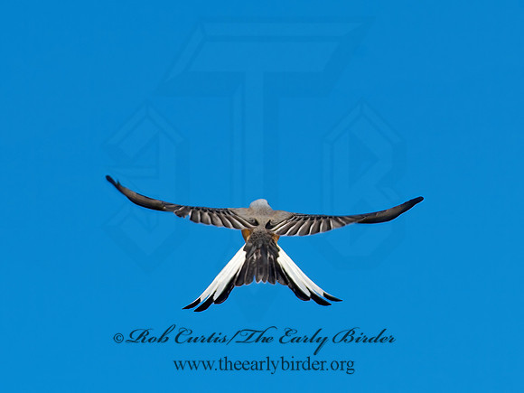 Tyrannus forficatus SCISSOR-TAILED FLYCATCHER 8029674z