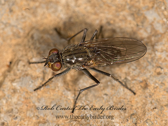 Paralimna~  SHORE FLY 9048912z