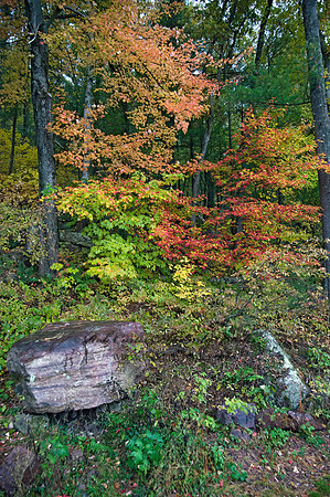 FALL COLORS  8019026z