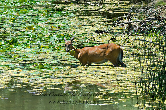Odocoileus virginianus  WHITE-TAILED DEER  6007347z