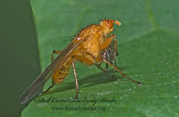 Scathophaga reses  DUNG FLY 7009255z
