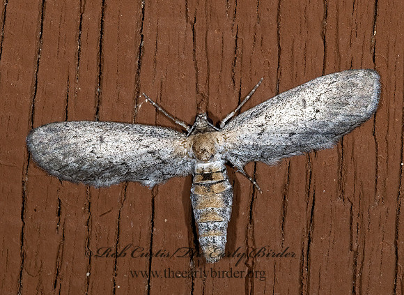 Glaucina erroraria~  BOARMIINI GEOMETRID MOTH 6024605z