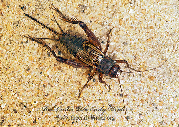 Allonemobius fasciatus STRIPED GROUND CRICKET  179034z