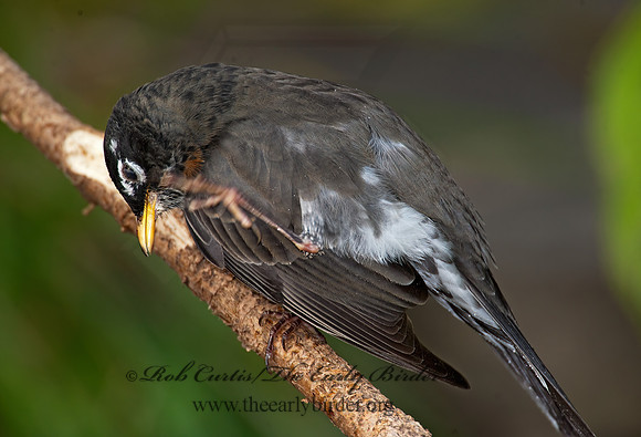Turdus migratorius  AMERICAN ROBIN 8019341z