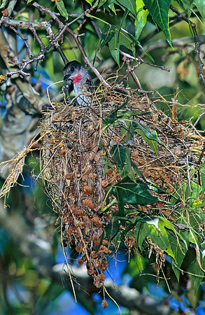 Pachyramphus aglaiae  ROSE-THROATED BECARD 94935z