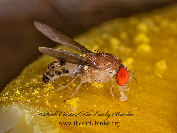 Leucophenga varia SPOTTED DROSOPHILID 9089971z
