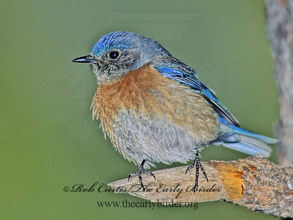 Sialia mexicana  WESTERN BLUEBIRD 122033z
