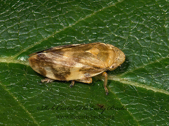 Philaenus spumarius  MEADOW SPITTLEBUG 9035963z