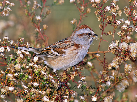 Spizelloides arborea  AMERICAN TREE SPARROW 1278110z