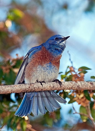 Sialia mexicana  WESTERN BLUEBIRD 7017729z