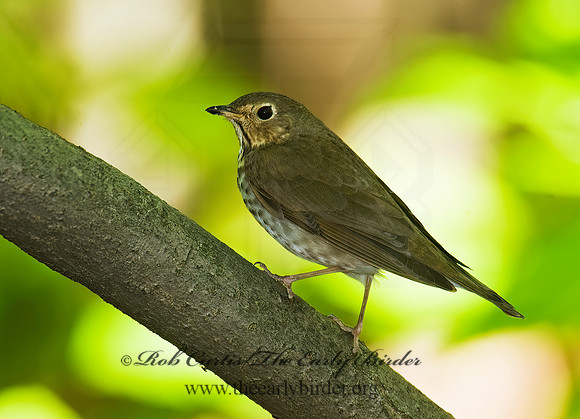 Catharus ustulatus  SWAINSON'S THRUSH 8013163z