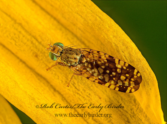 Neotephritis finalis FRUIT FLY 144222z
