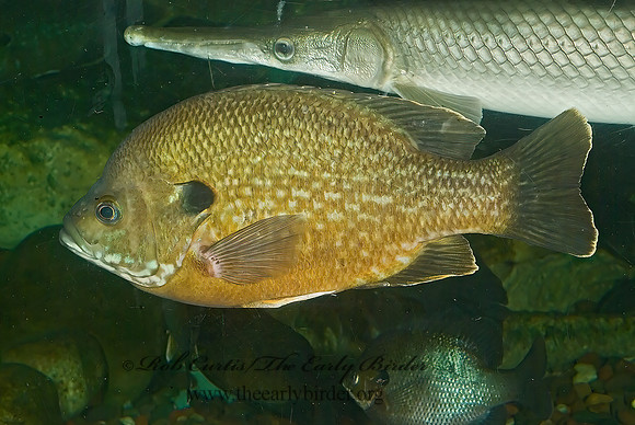 Lepomis macrochirus  BLUEGILL 4002460z