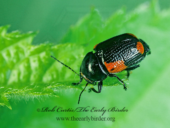 Cryptocephalus notatus  CASEBEARER LEAF BEETLE 176419 z