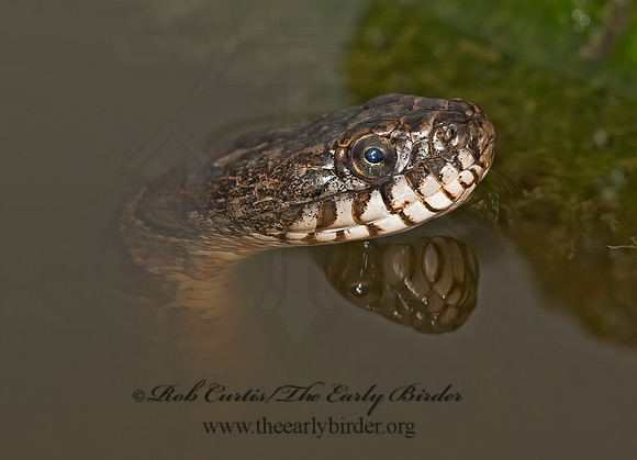 Nerodia sipedon  NORTHERN WATER SNAKE 8023589z