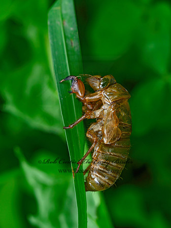 Magicicada septendecim  17-YEAR CICADA 3020986z