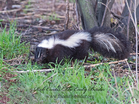 Mephistis mephistis  STRIPED SKUNK 9062972z