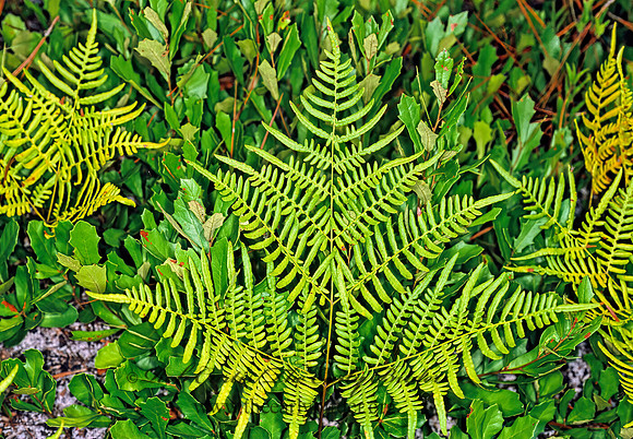 Pteridium aquilinum  BRACKEN FERN 262807z