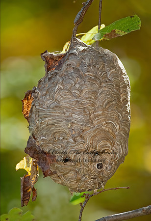 Dolichovespula maculata  BALD-FACED HORNET  8026931z