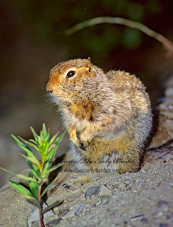 Urocitellus parryii  ARCTIC GROUND SQUIRREL 233523z