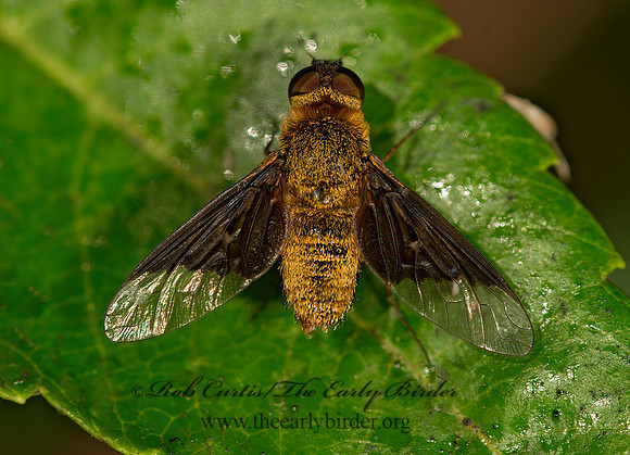 Chrysanthrax cypris  BEE FLY 9047275z