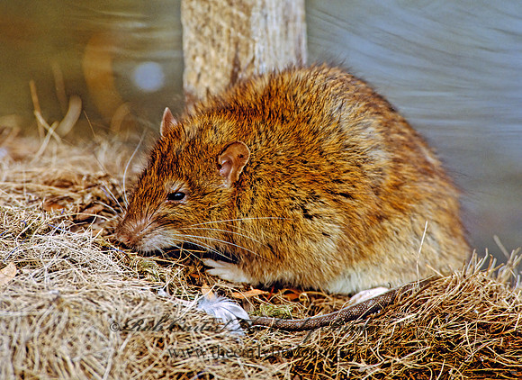 Rattus norvegicus  BROWN RAT 293916 z