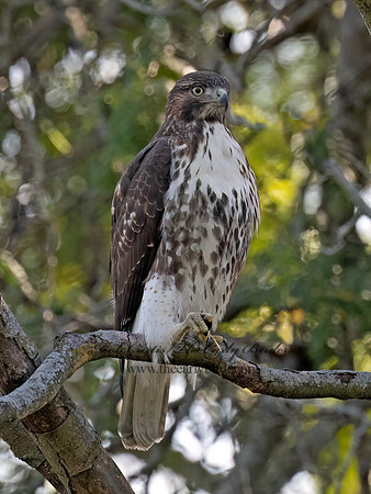 Buteo jamaicensis RED-TAILED HAWK 3047314 (1)