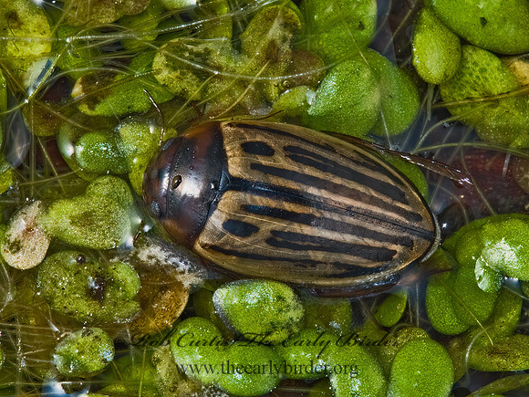 Agabus disentegratus  AGABINI DIVING BEETLE 5003067z